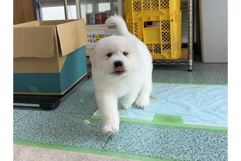 成約済の千葉県のグレートピレニーズ-359422の3枚目